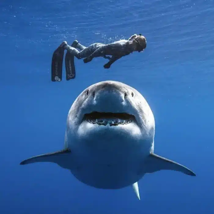 OCEAN RAMSEY is a Marine Conservationist Free Diver who is famous for swimming with sharks.